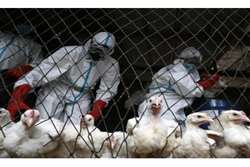 هشدار بهداشتی شبکه دامپزشکی گناباد به مرغداران در خصوص بیماری آنفلوآنزای فوق حاد پرندگان